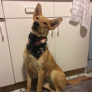 Meet your Posher, Annie